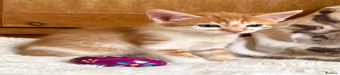Ginger & White Kitten 4