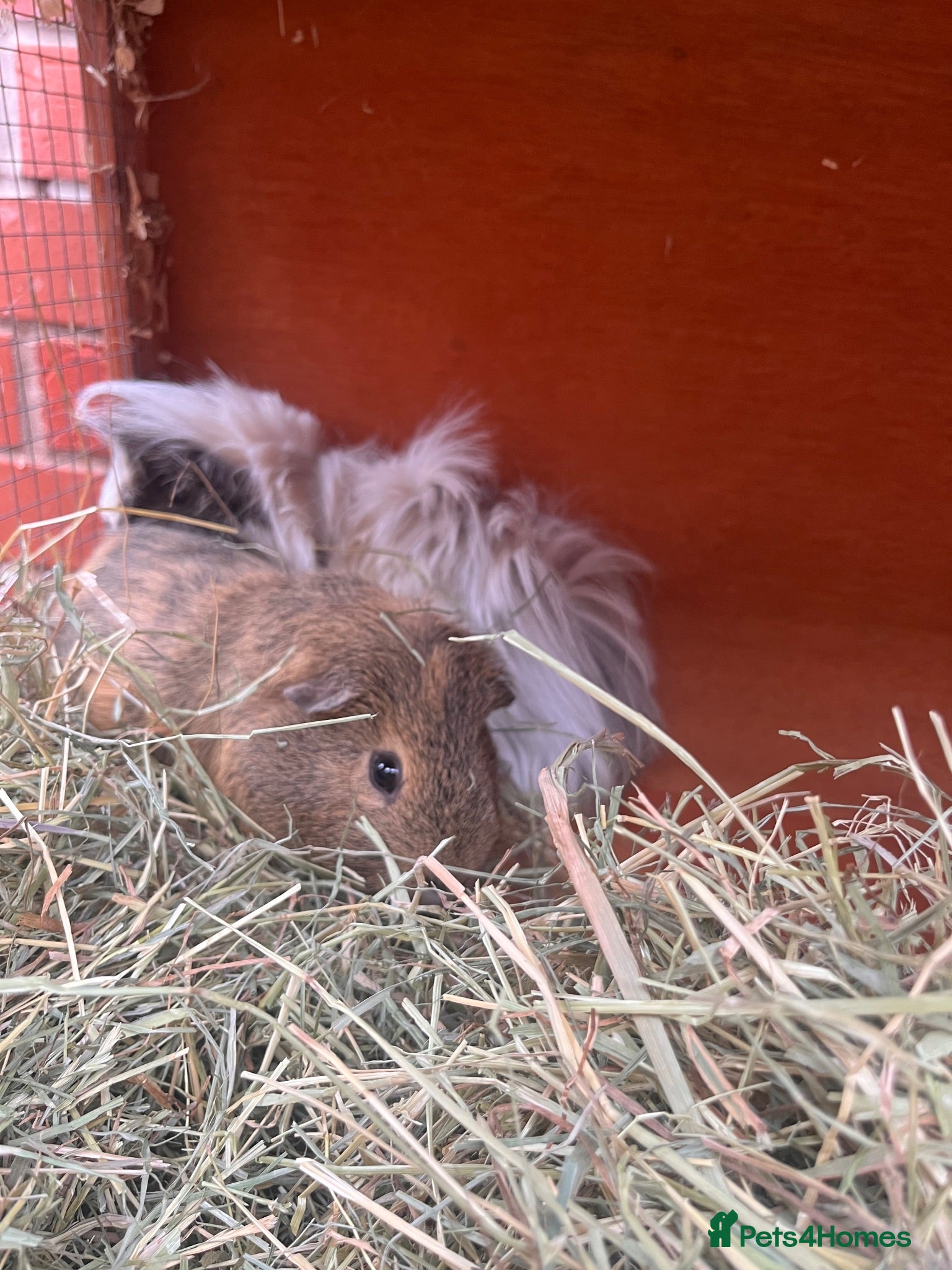 Guinea Pig rodents Guinea pigs for a new home - Advert 1