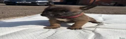 Belgian Shepherd Dog dogs for sale: Mali puppies  in Bishop Auckland - Advert 14