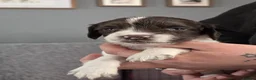 English Springer Spaniel dogs for sale: Health Tested Parents- KC Registered ESS - Advert 6