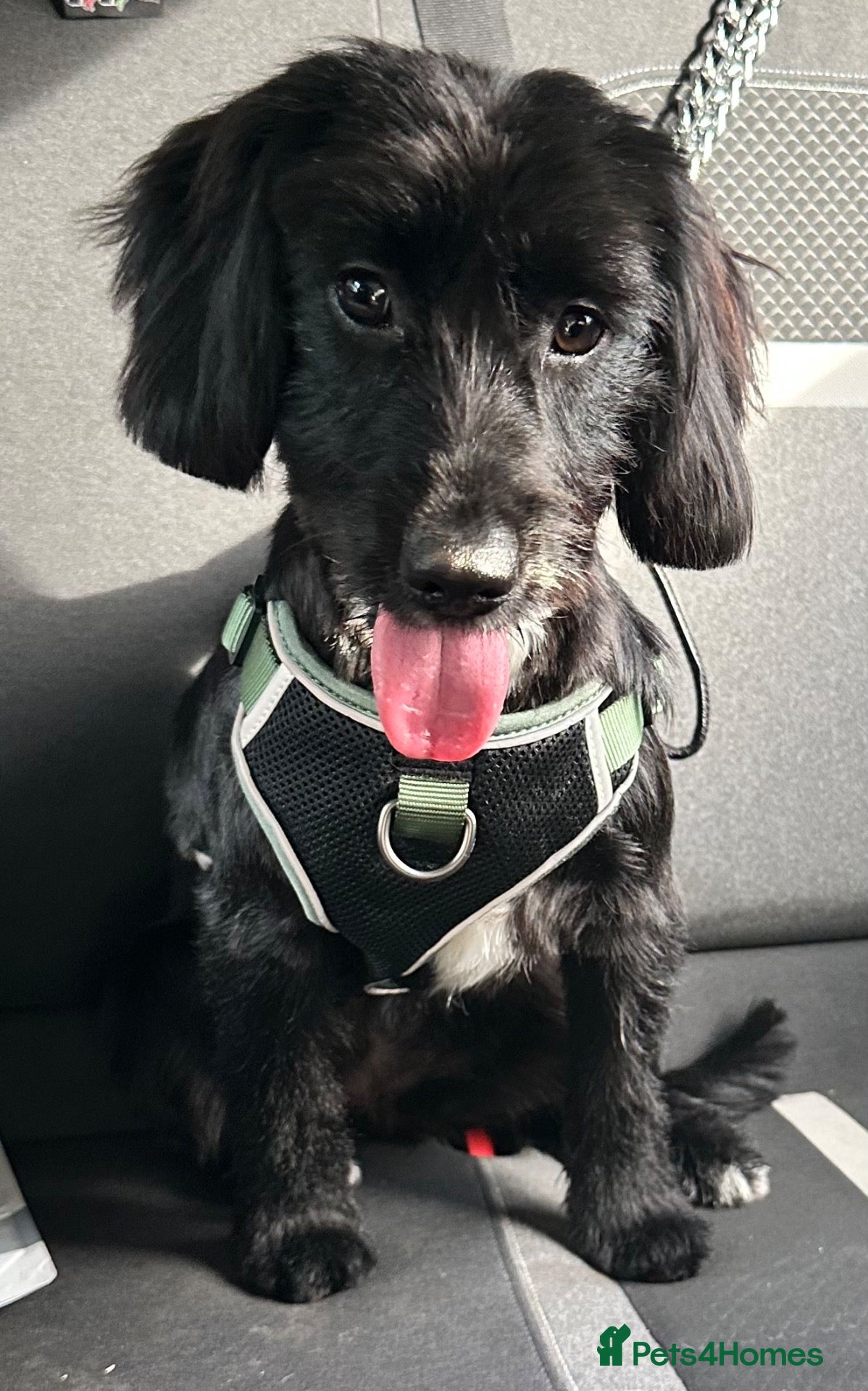Mixed Breed dogs Meet millie - Advert 4