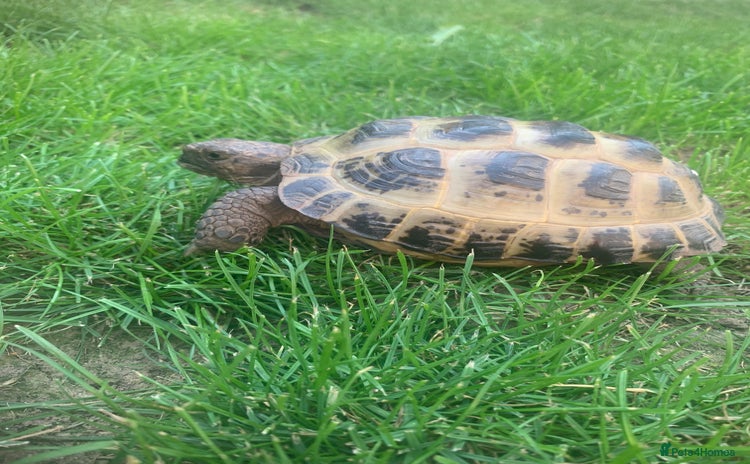 Tortoise reptiles - Advert 4
