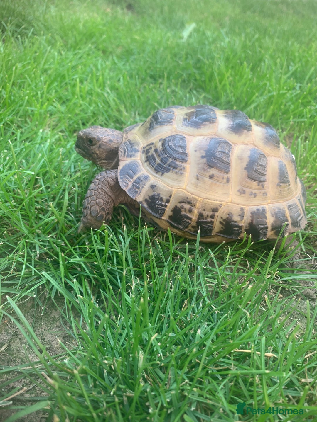 Tortoise reptiles for sale: Horsefield Tortoise - Image 1