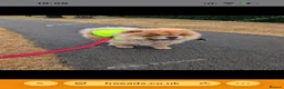 Chow Chow dogs for stud: Male chow stud  - Advert 3