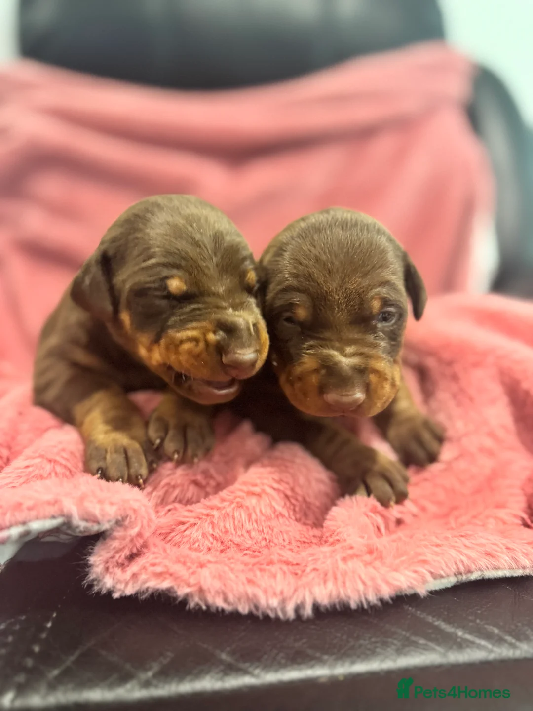 Dobermann dogs for sale: Brown and tanned Doberman puppies KC registered   - Advert 12