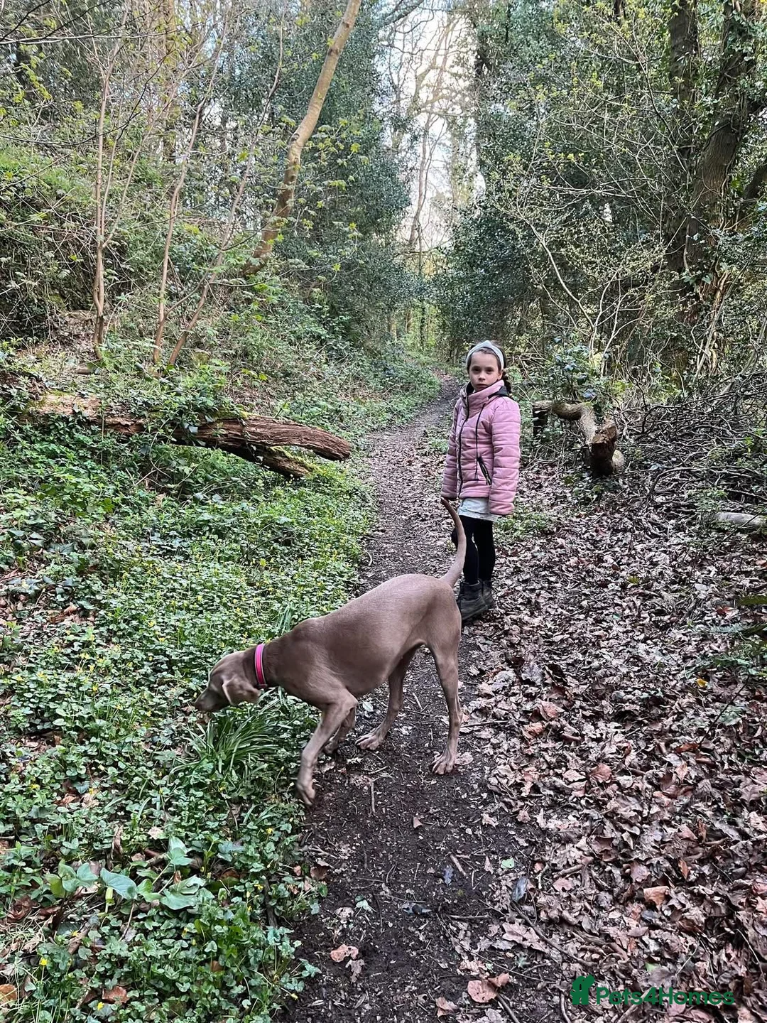 Weimaraner dogs for sale: Hallie  - Advert 8