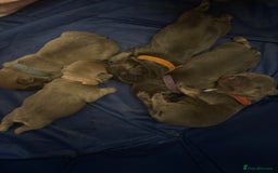 French Bulldog dogs for sale: French Bulldogs - Image 3