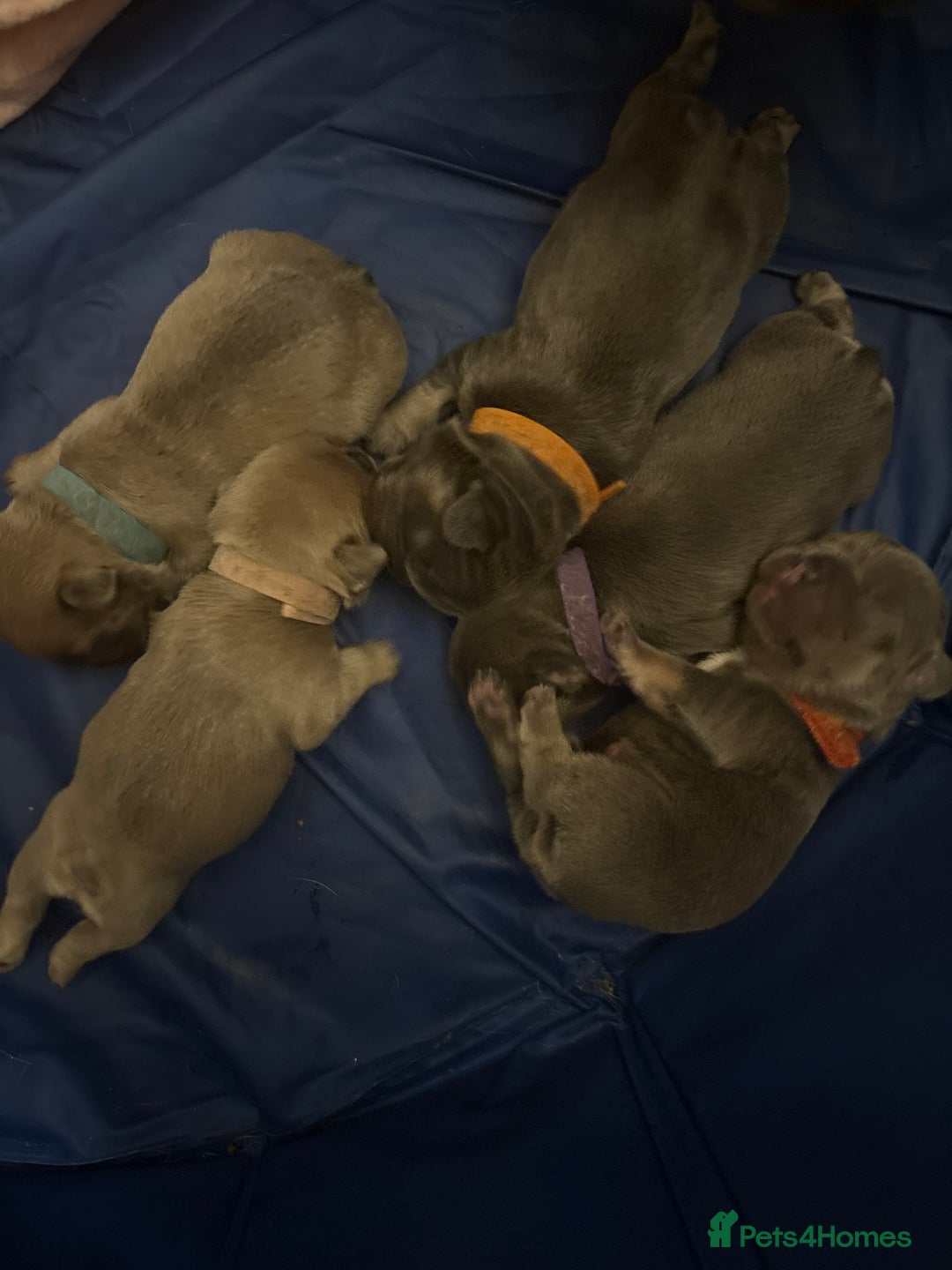 French Bulldog dogs for sale: French Bulldogs - Image 3