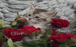 Maine Coon cats for sale: 1 Maine Coon kitten boy. - Image 9