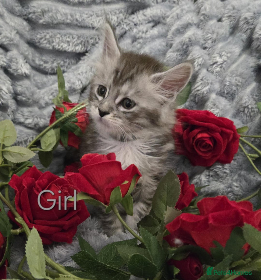 Maine Coon cats for sale: 1 Maine Coon kitten boy. - Image 9
