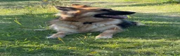 German Shepherd dogs for sale: GSD pups reserve yours now . in Lytham Saint Annes - Advert 1