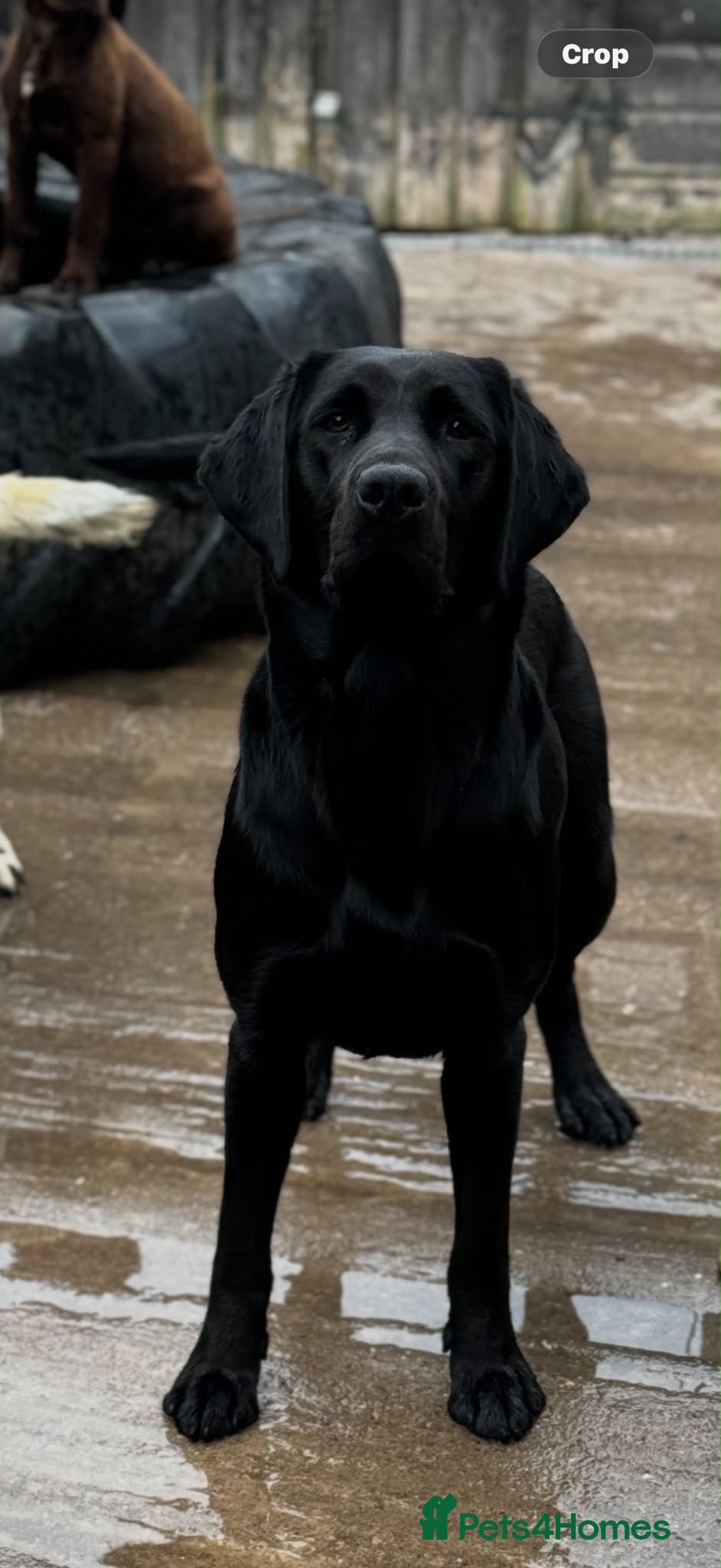 Labrador Retriever dogs Stunning Black Lab Pup..  - Advert 2