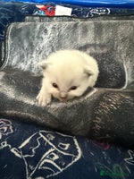 Ragdoll cats - Advert 2