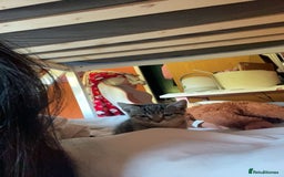Bengal cats for sale: beautiful bengal kitten  - Image 9