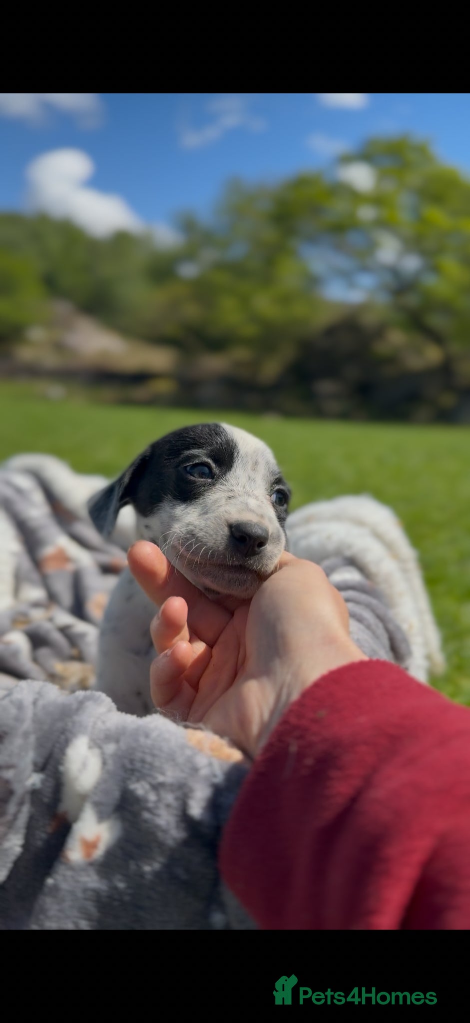 Mixed Breed dogs Adorable Dalmatian X Welsh Collie - Advert 7