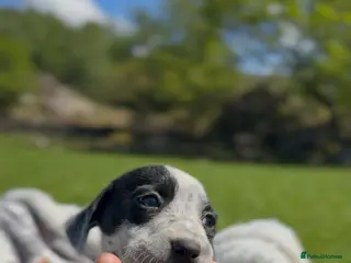 Mixed Breed dogs Adorable Dalmatian X Welsh Collie - Advert 1
