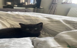 Mixed Breed cats for sale: Stunning kittens - Image 15
