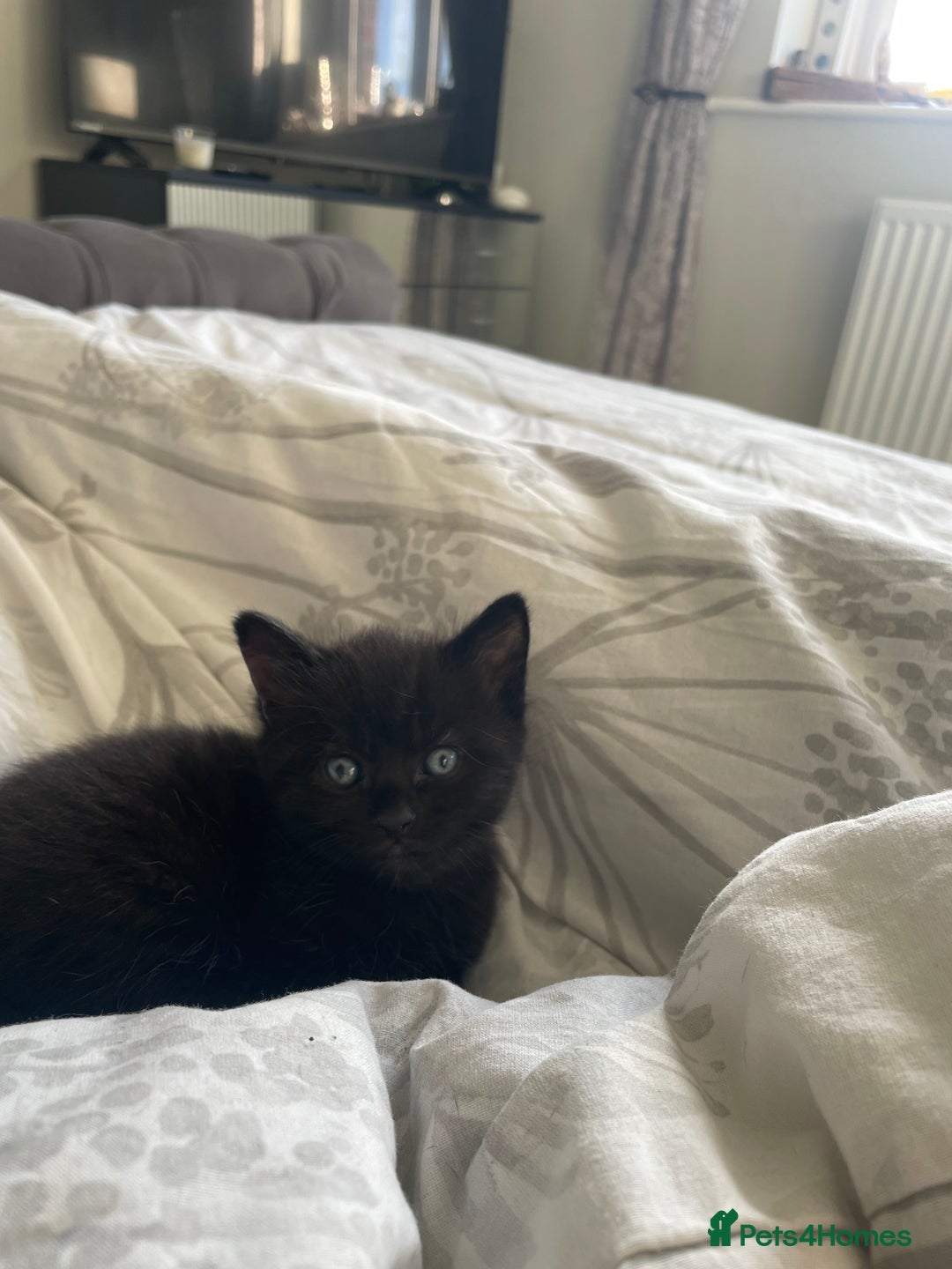 Mixed Breed cats for sale: Stunning kittens - Image 15