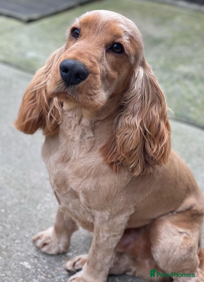 Cocker Spaniel dogs Show cocker Stud only in Lincoln - Advert 15