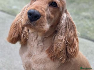 Cocker Spaniel dogs Show cocker Stud only in Lincoln - Advert 22