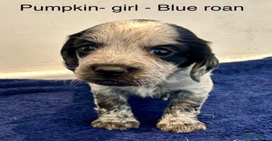 Cocker Spaniel dogs - Advert 5