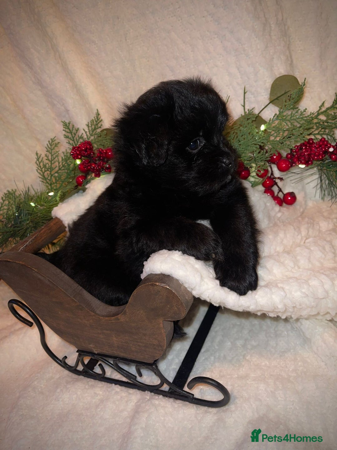 Mixed Breed dogs for sale: LaPom pups for sale Belfast - Advert 11