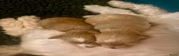 Maltipoo dogs for sale: Exquisite Maltipoo puppies kc health tested parent - Advert 1