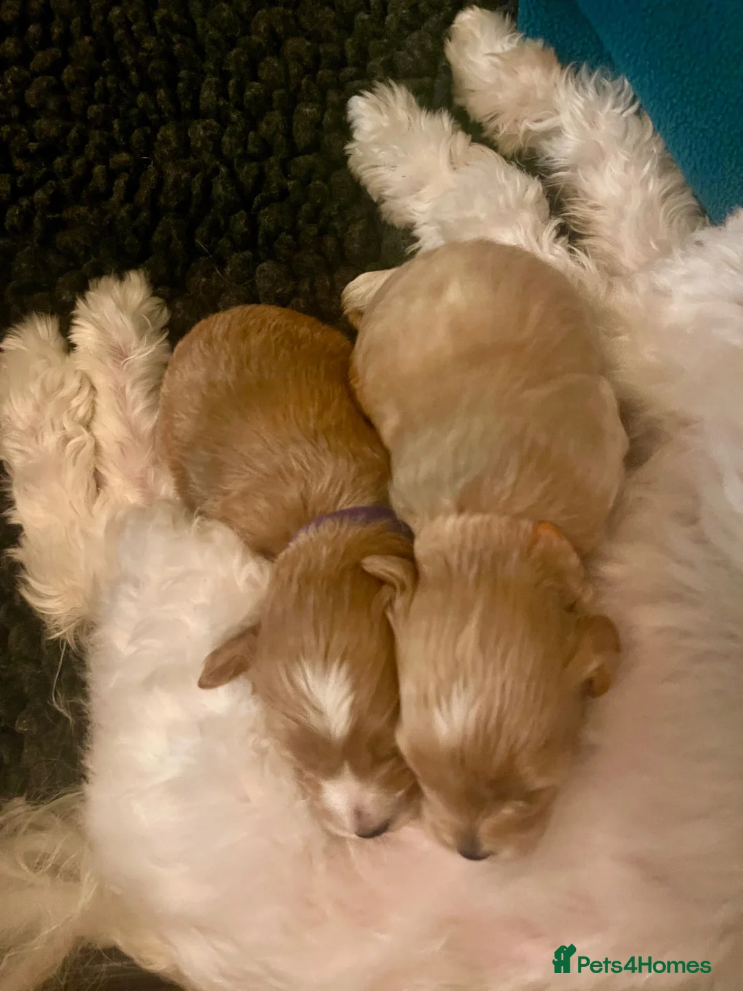 Maltipoo dogs for sale: Exquisite Maltipoo puppies kc health tested parent - Advert 1