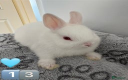Netherland Dwarf rabbits for sale: 14 x Netherland Dwarf Bunnies 🐰🏡 🥰  - Image 26