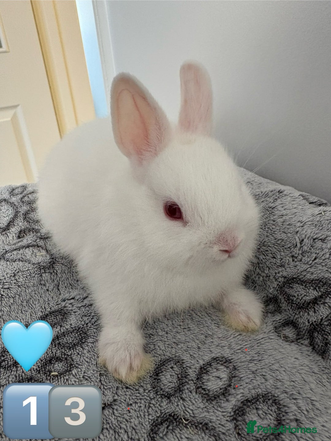 Netherland Dwarf rabbits for sale: 14 x Netherland Dwarf Bunnies 🐰🏡 🥰  - Image 26
