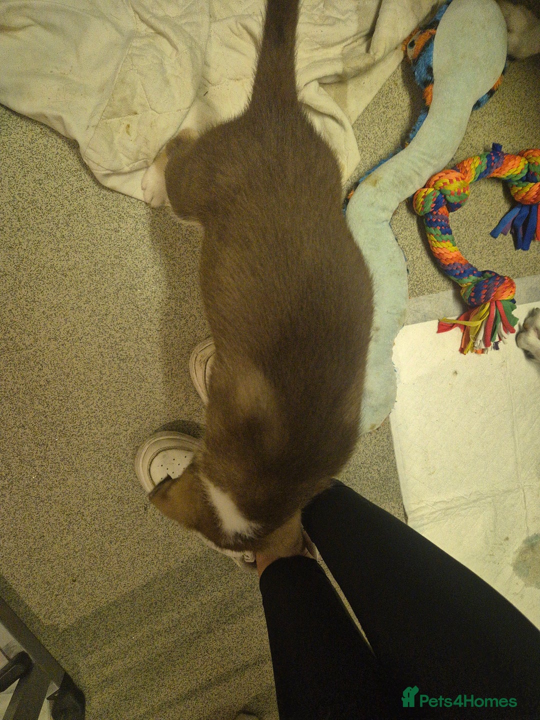 Mixed Breed dogs for sale: Husky mix puppies. Ready to leave! - Image 23