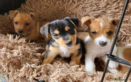 Jack Russell dogs for sale: Merle, red, black and tan JRT puppies in Carmarthen - Image 1