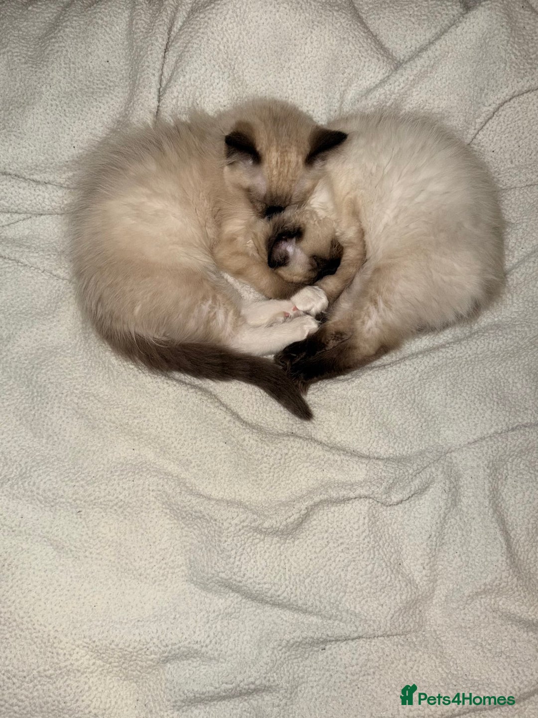 Ragdoll cats for sale: Seal point ragdoll - Advert 4