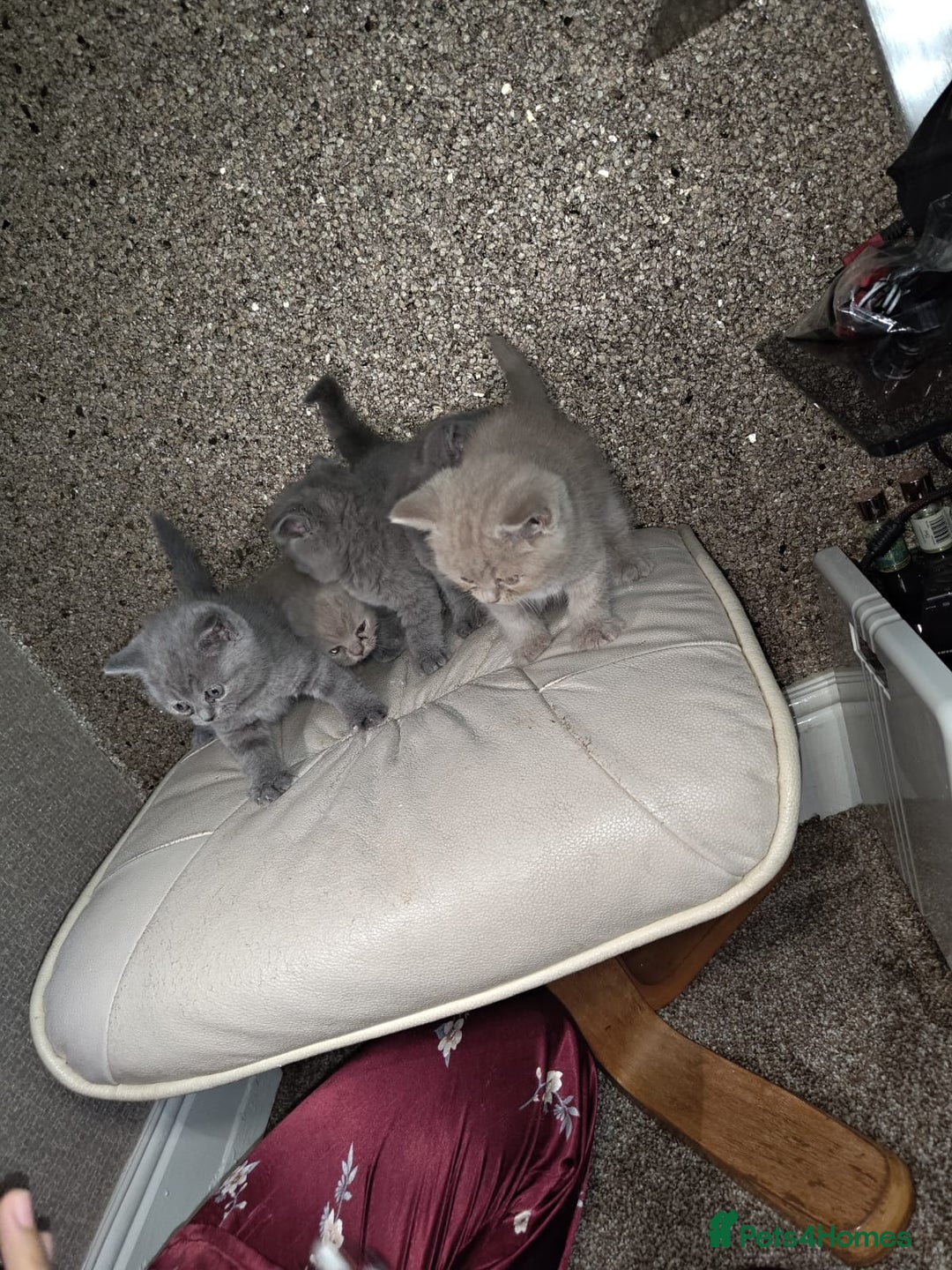 British Shorthair cats for sale: British Shorthair kitten  - Image 4