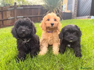 Cavapoo dogs DNA health tested Beautiful F1b Cavapoos - Advert 9