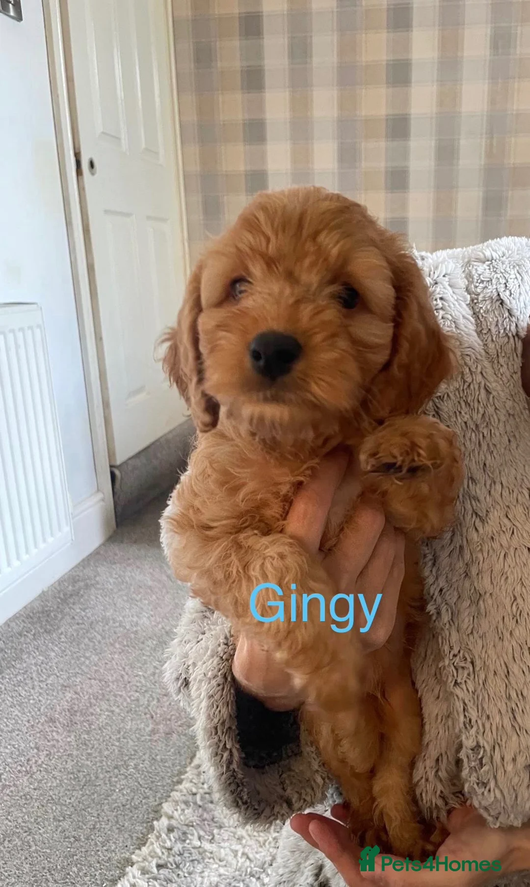 Cockapoo dogs for sale: F2B Cockapoos (2 boys, 2 girls)  in Stoke-on-Trent - Advert 2