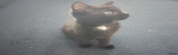 Mixed Breed cats for sale: Beautiful black kittens for sale  in Glasgow - Advert 3