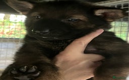 German Shepherd dogs for sale: Superb German Shepherd pups working lines - Image 7