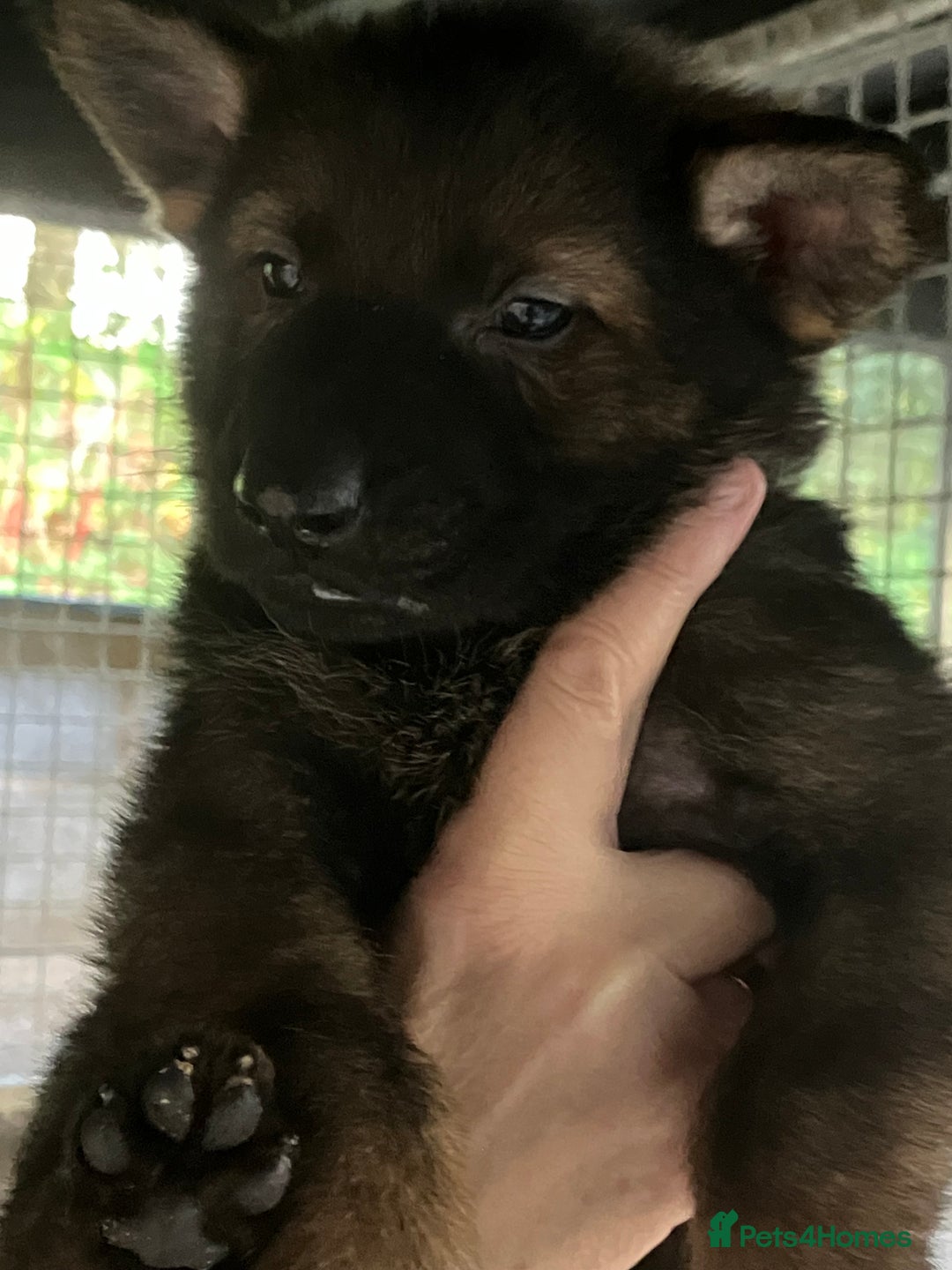 German Shepherd dogs for sale: Superb German Shepherd pups working lines - Image 7