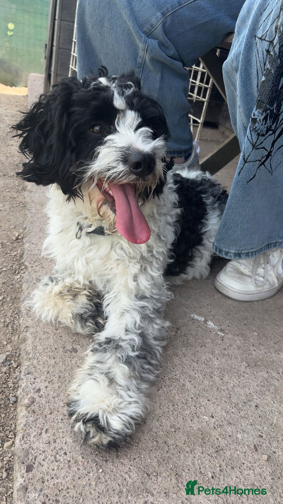 Shihpoo dogs for sale: Stunning Shihpoo x Sproodle puppies - Image 6