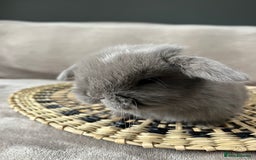 Mini Lop rabbits for sale: Mini lop buck  - Image 4