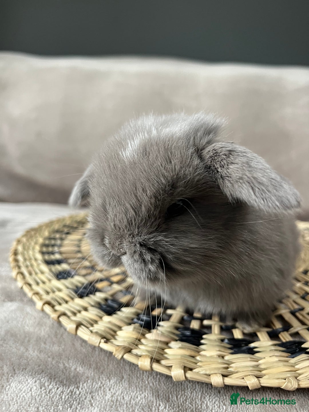 Mini Lop rabbits for sale: Mini lop buck  - Image 4