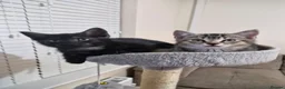 British Shorthair cats for sale: CUTE KITTENS - Advert 34