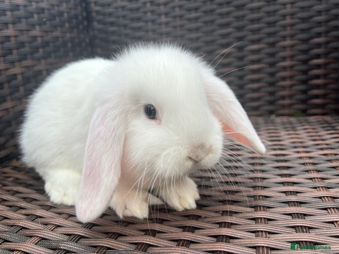 Mini Lop rabbits for sale: Beautiful Baby Mini Lops Ready Now - Advert 2