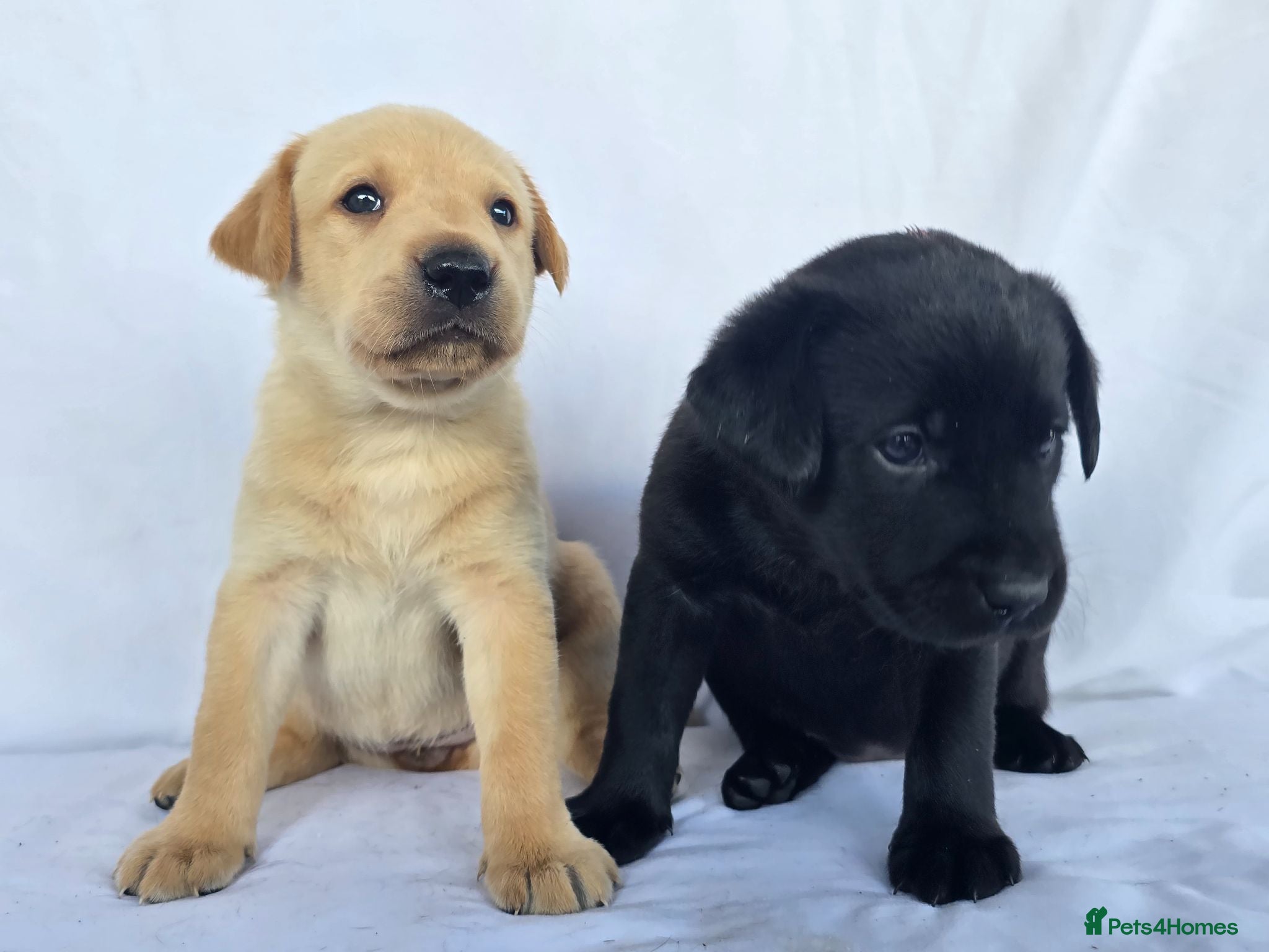 Labrador Retriever dogs Beautiful labrador puppies - Advert 3