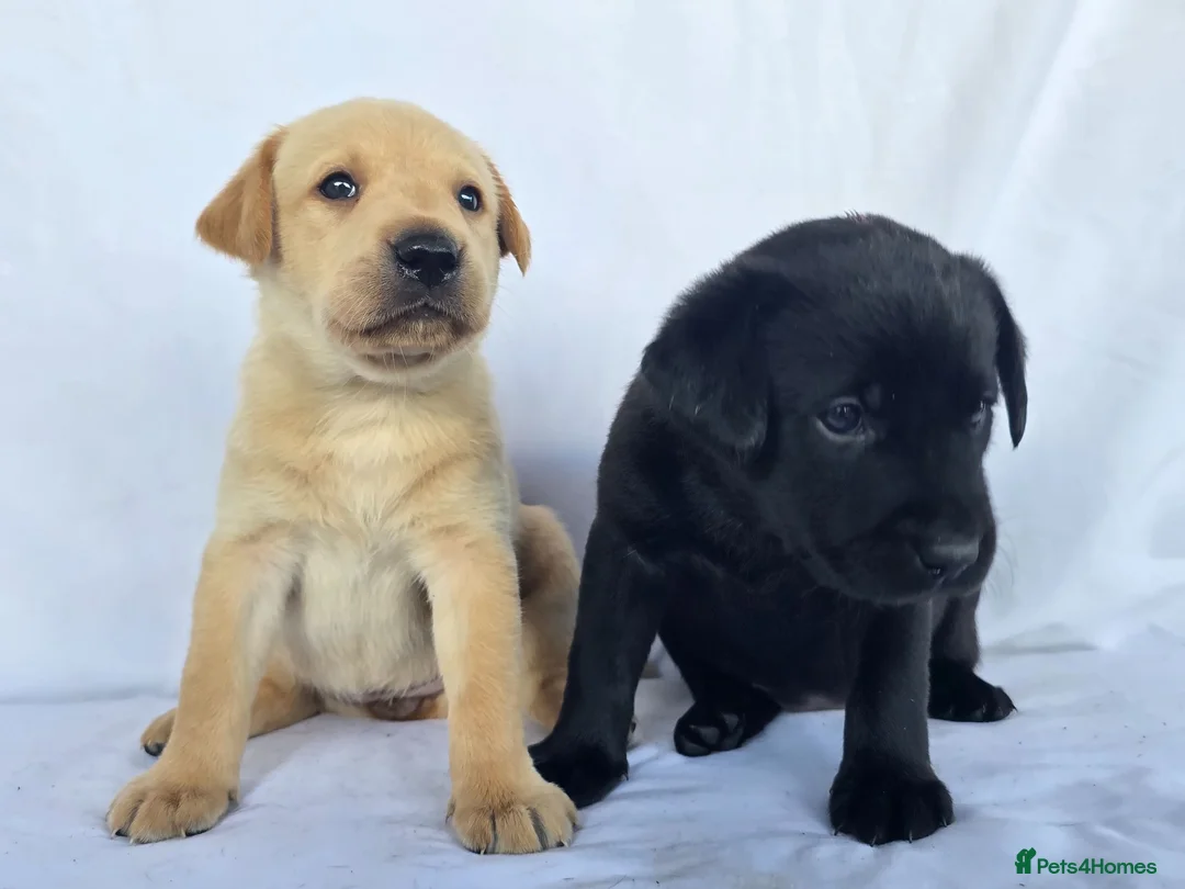 Labrador Retriever dogs for sale: Beautiful labrador puppies in Stirling - Advert 1