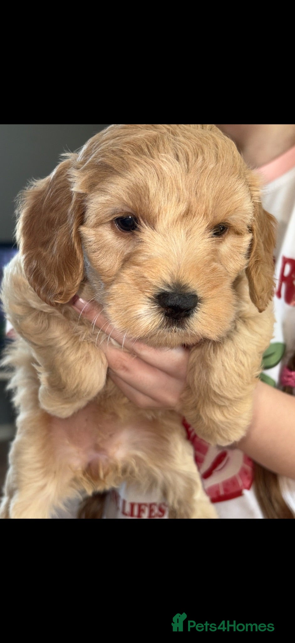 Cockapoo dogs Cockapoo puppies  - Advert 1