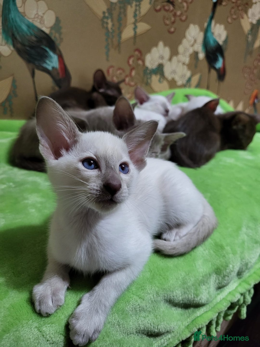 Oriental cats for sale: 7 Oriental & Siamese Kittens - Image 5
