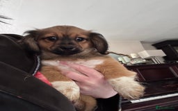 Mixed Breed dogs for sale: Beautiful little boy available  - Image 1