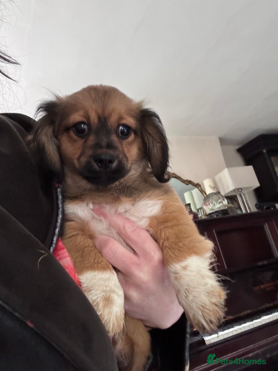 Mixed Breed dogs for sale: Beautiful little boy available  - Image 1
